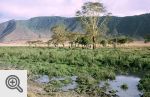 Ngorongoro, wnętrze krateru