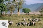 W Ngorongoro zwierzęta spotykaliśmy na każdym kroku