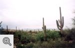 Kaktusy saguaro w płd. Arizonie