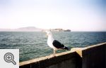 Więzienie Alcatraz widziane z nabrzeża San Francisco