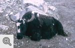 Osnieżony Yak po mroźnej nocy w Gorak Shep - wysokość 5200m