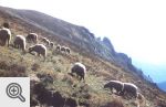Góry Bucegi - wypas pod Omulem