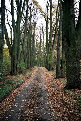 W lesie Mlochowskim.jpg